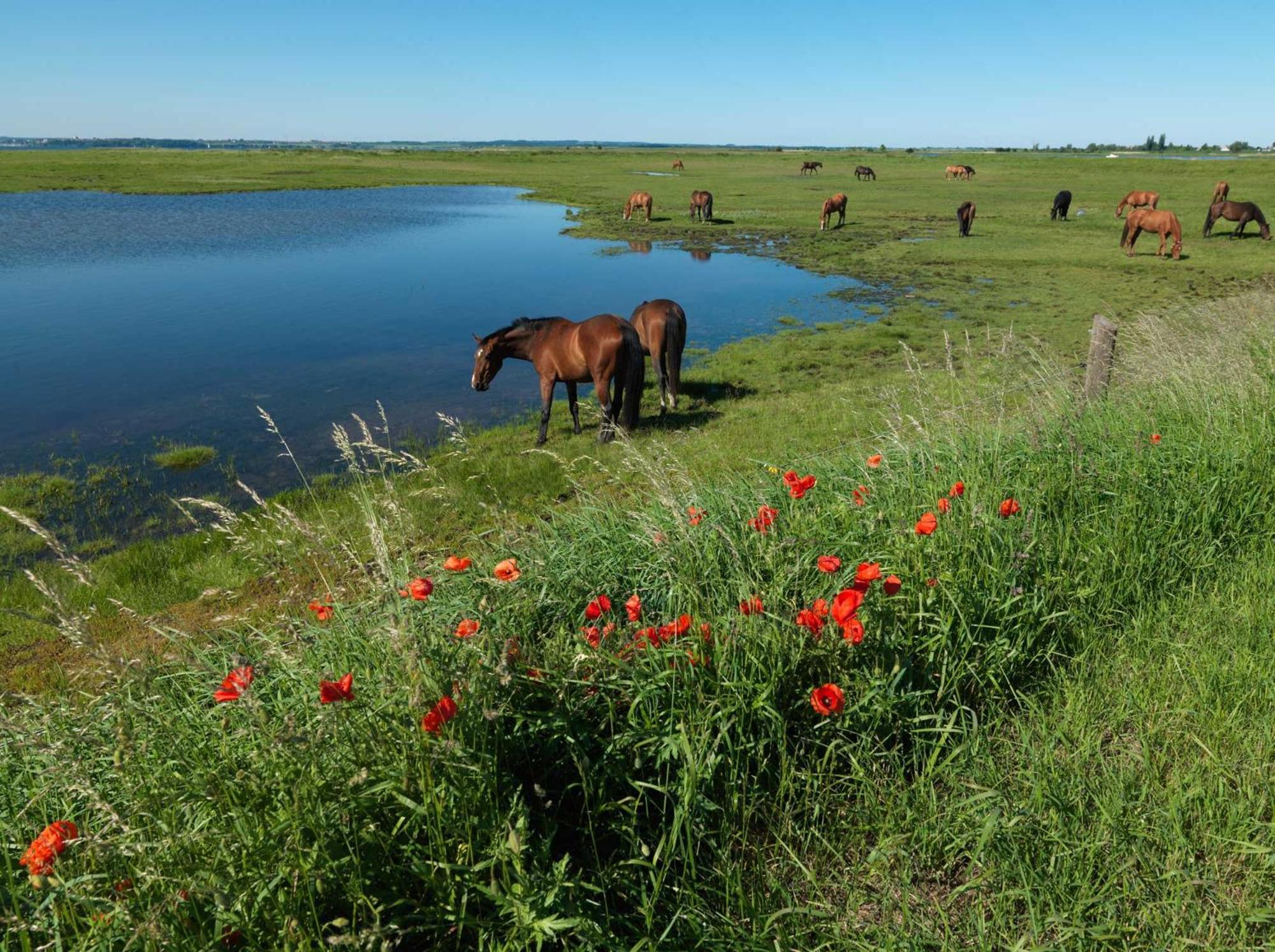 Daenische Ferienhaeuser Am Salzhaff Haus Kaept'N Nemo Poel Exterior foto